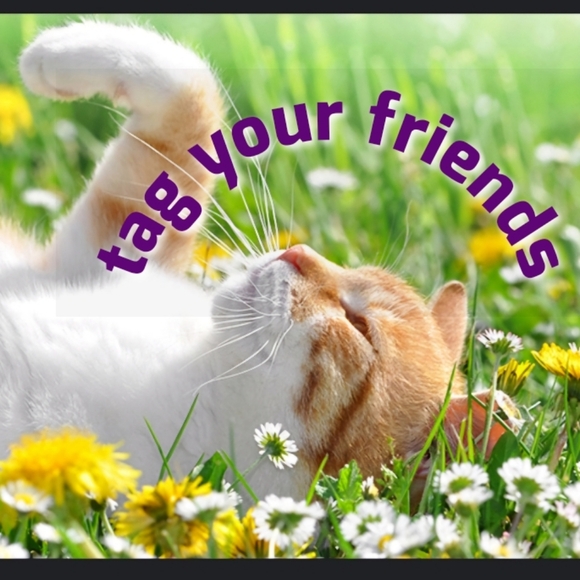 ๐Share, Follow, Collect New Blues๐ - Picture 4 of 5